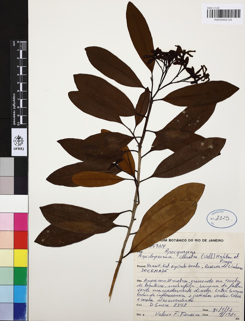 Aspidosperma illustre photo 2