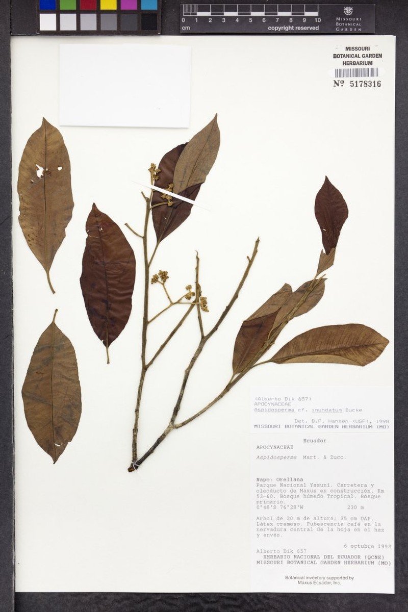 Aspidosperma inundatum photo 2