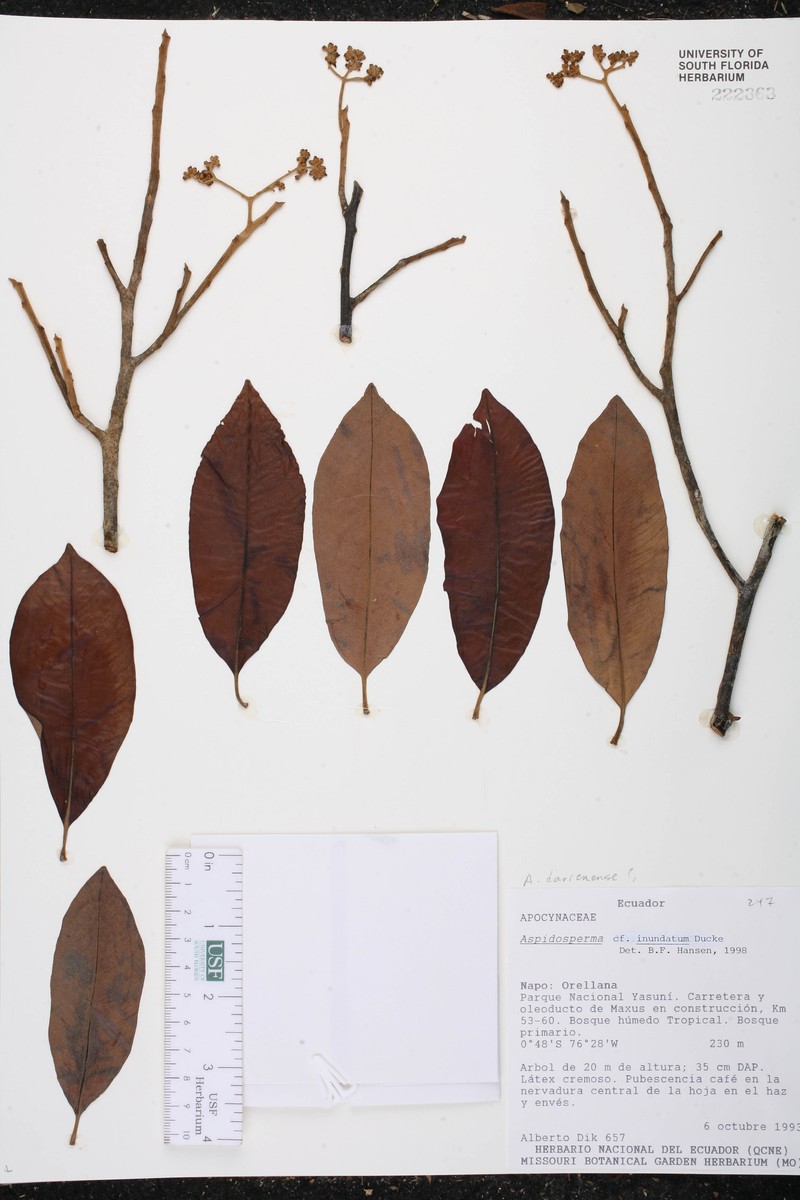 Aspidosperma inundatum