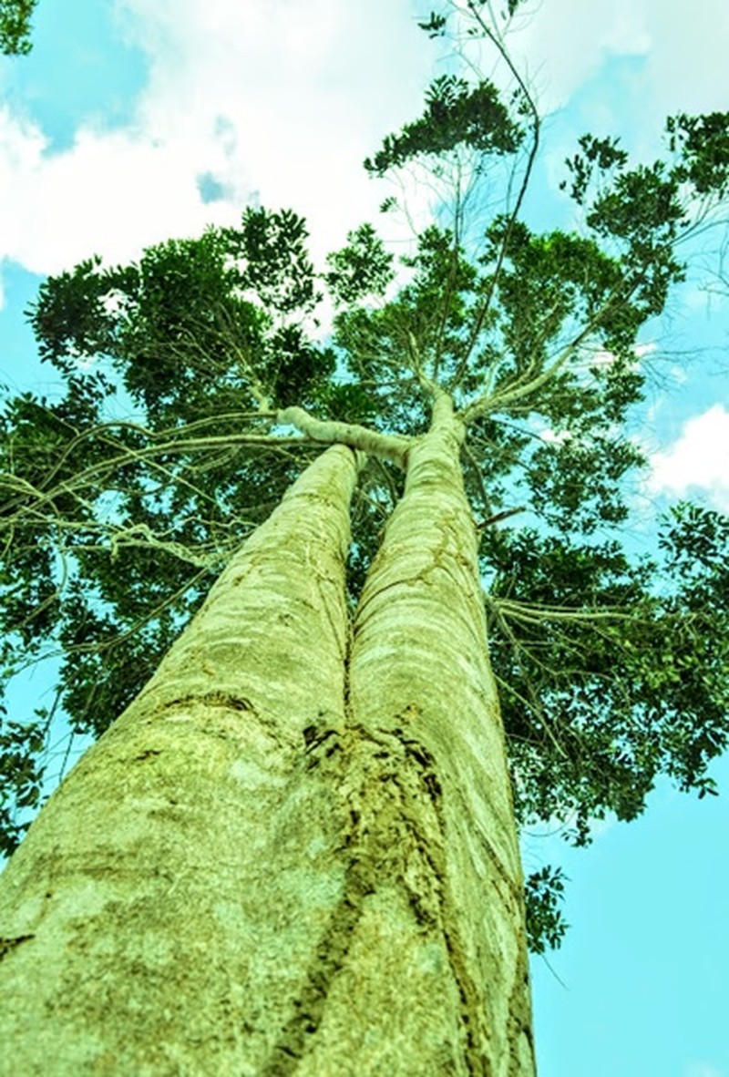 Aspidosperma limae