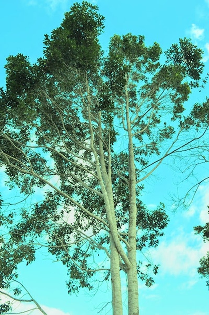 Aspidosperma limae photo 2