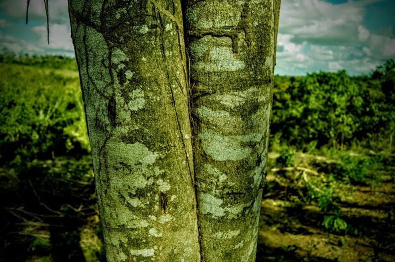 Aspidosperma limae photo 3