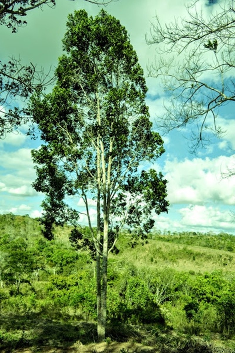 Aspidosperma limae photo 5