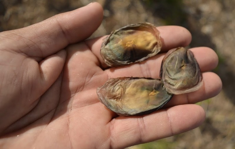 Aspidosperma limae photo 6