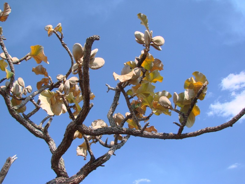 Aspidosperma macrocarpon