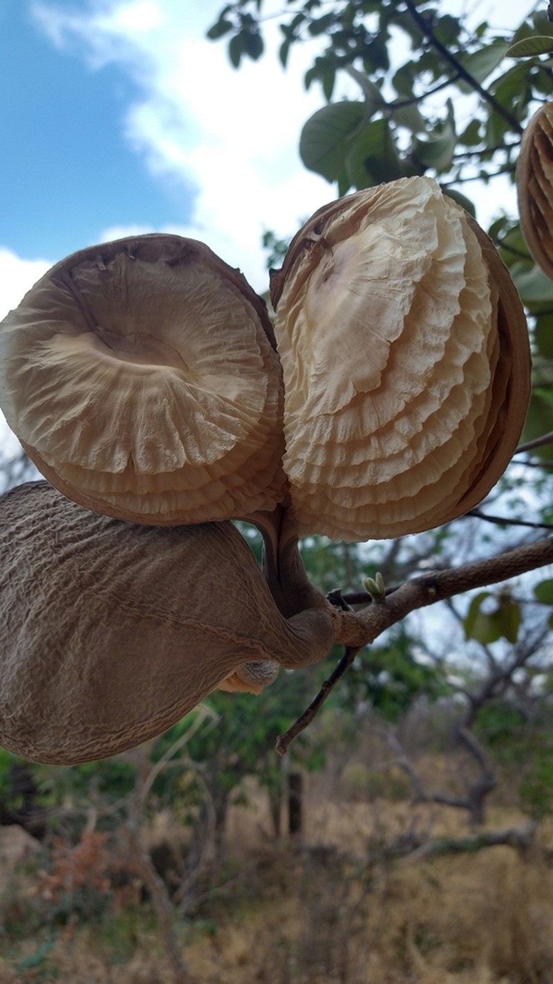 Aspidosperma macrocarpon photo 2