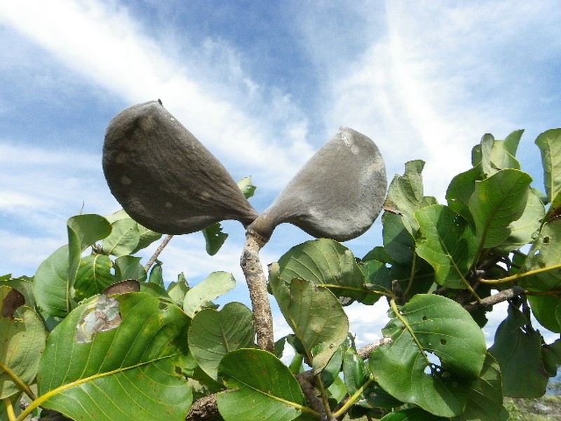 Aspidosperma macrocarpon photo 4
