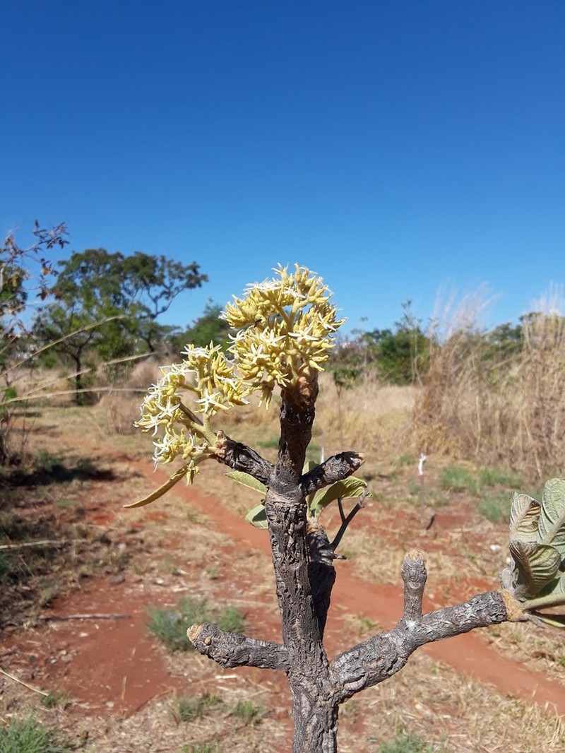 Aspidosperma macrocarpon photo 5