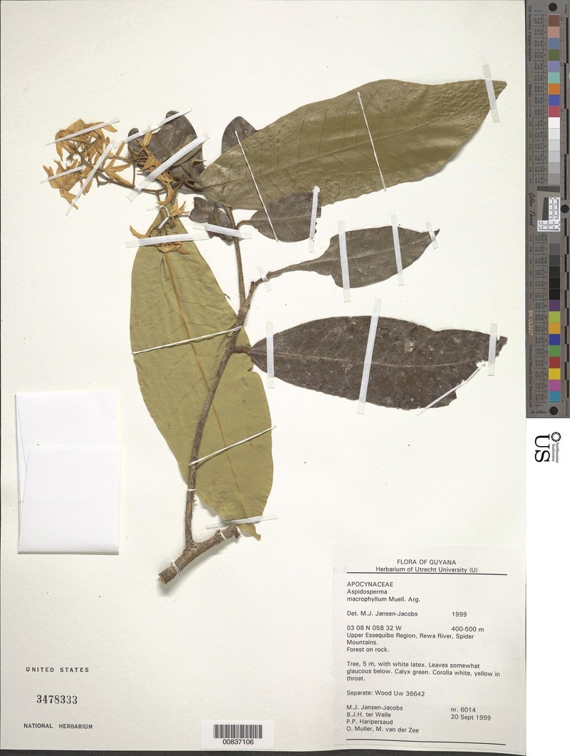 Aspidosperma macrophyllum photo 2