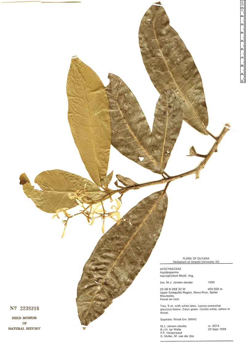 Aspidosperma macrophyllum photo 3
