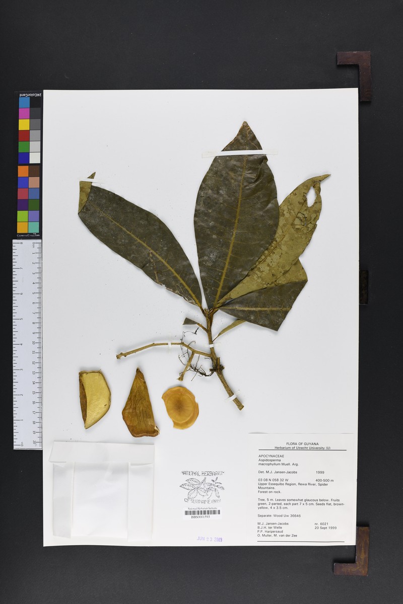 Aspidosperma macrophyllum