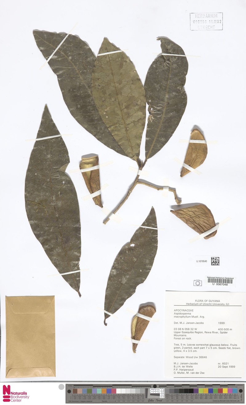 Aspidosperma macrophyllum photo 2