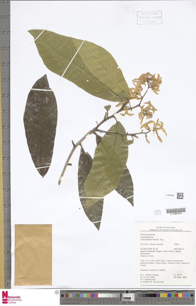 Aspidosperma macrophyllum photo 3