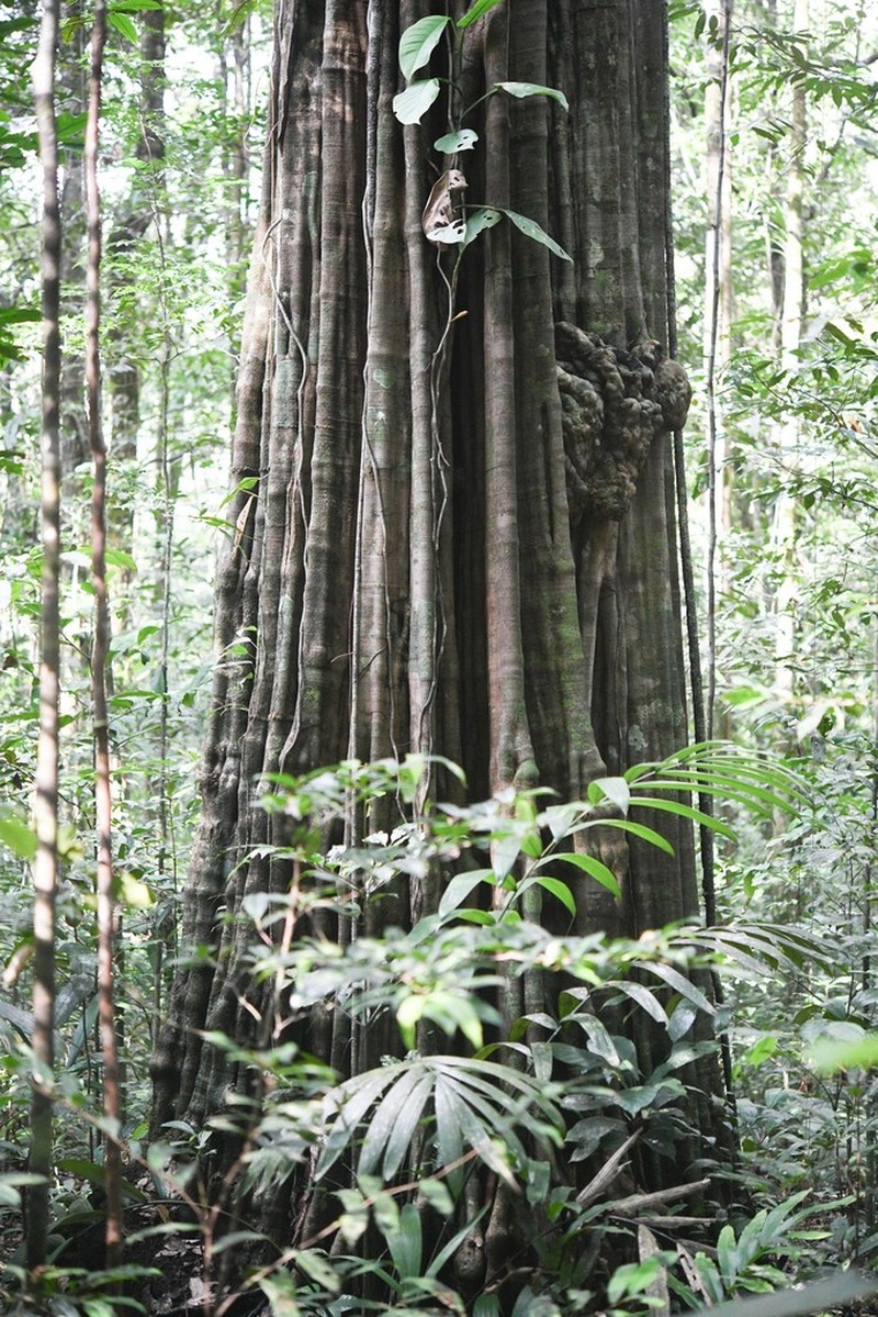 Aspidosperma marcgravianum