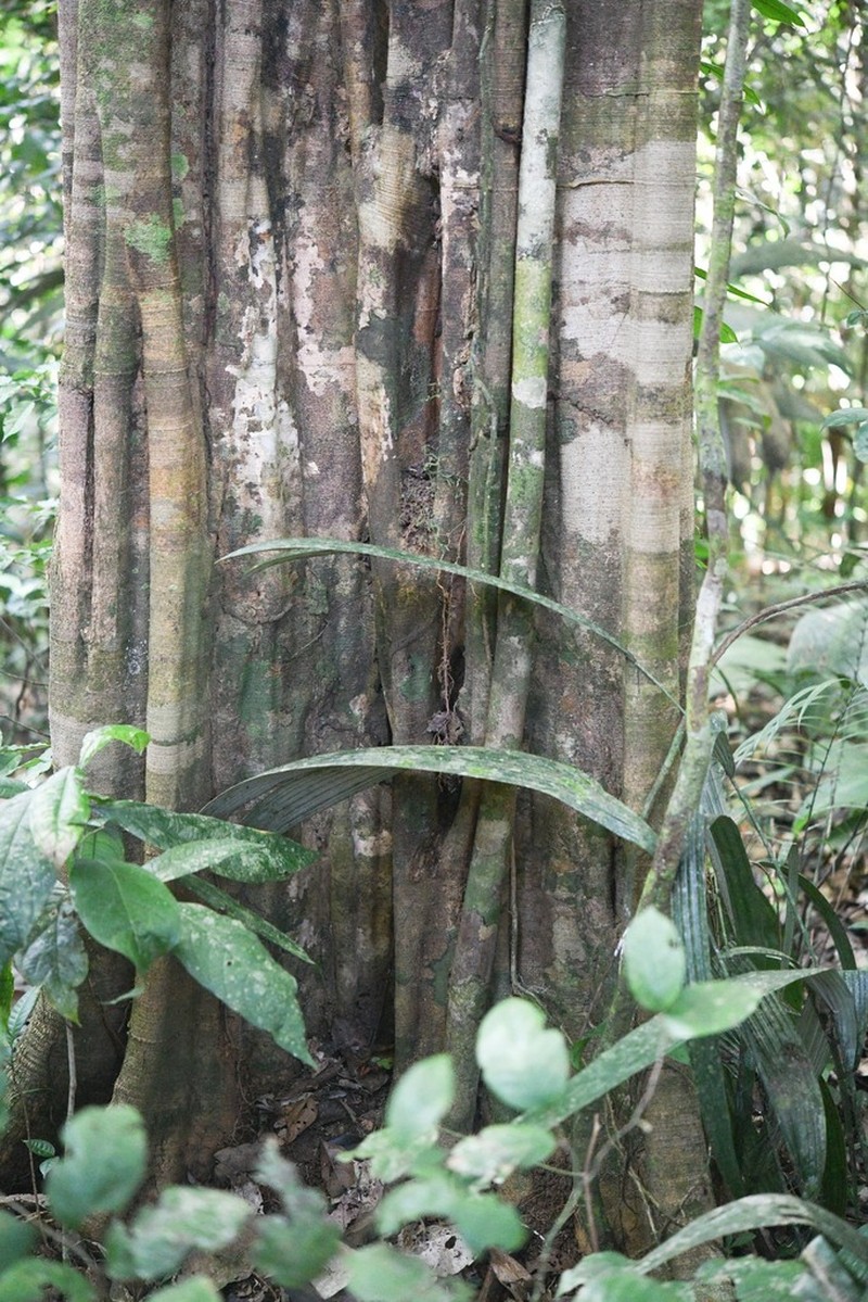 Aspidosperma marcgravianum photo 3