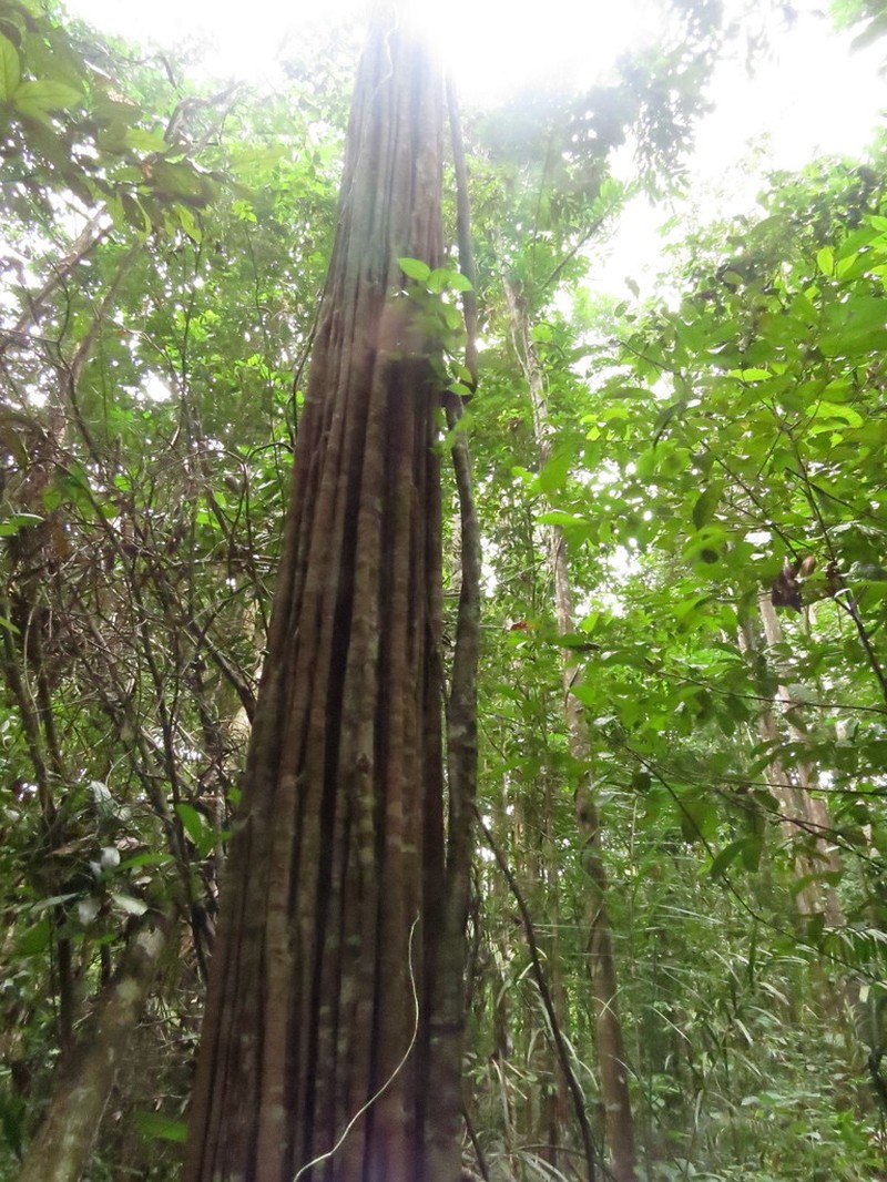 Aspidosperma marcgravianum photo 4