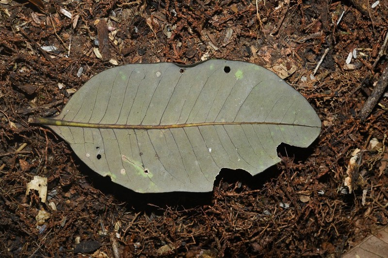 Aspidosperma marcgravianum photo 6