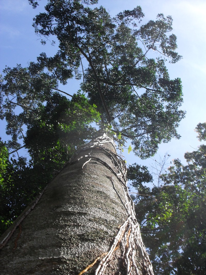 Aspidosperma megalocarpon