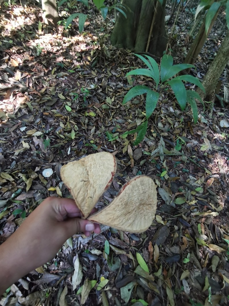 Aspidosperma megalocarpon photo 2