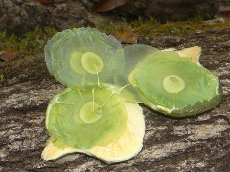 Aspidosperma megalocarpon photo 3