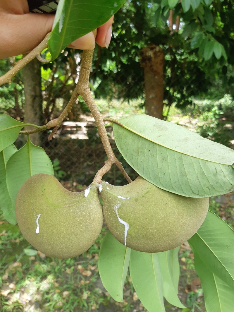 Aspidosperma megalocarpon photo 4