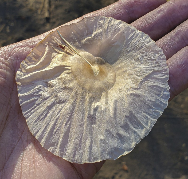 Aspidosperma megalocarpon photo 5