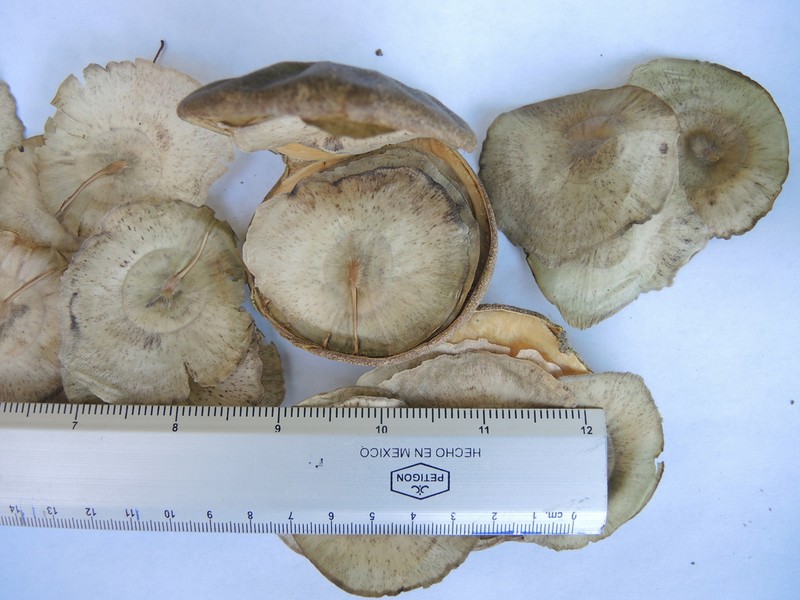 Aspidosperma megalocarpon photo 6
