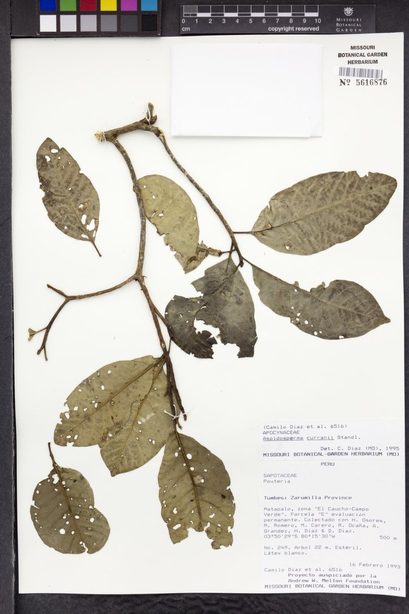 Aspidosperma megalocarpon subsp. curranii