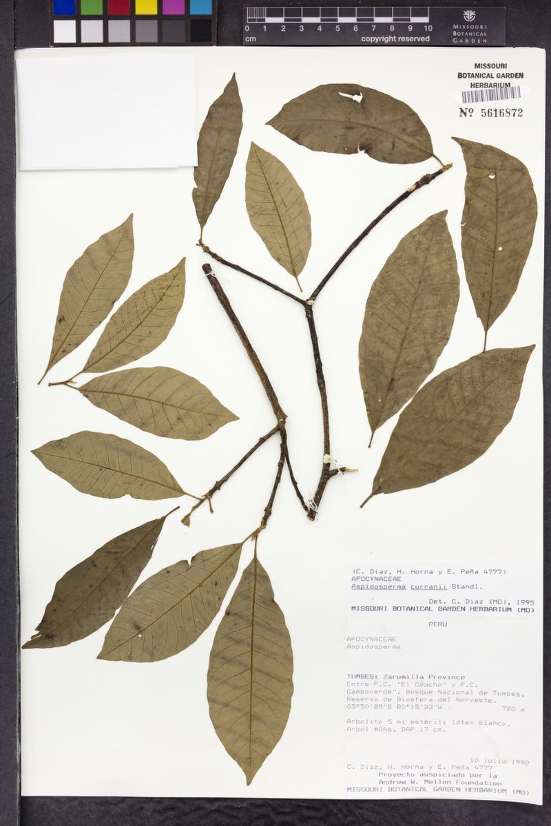 Aspidosperma megalocarpon subsp. curranii photo 2