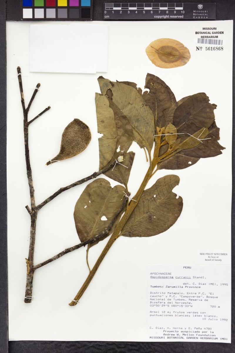 Aspidosperma megalocarpon subsp. curranii photo 3