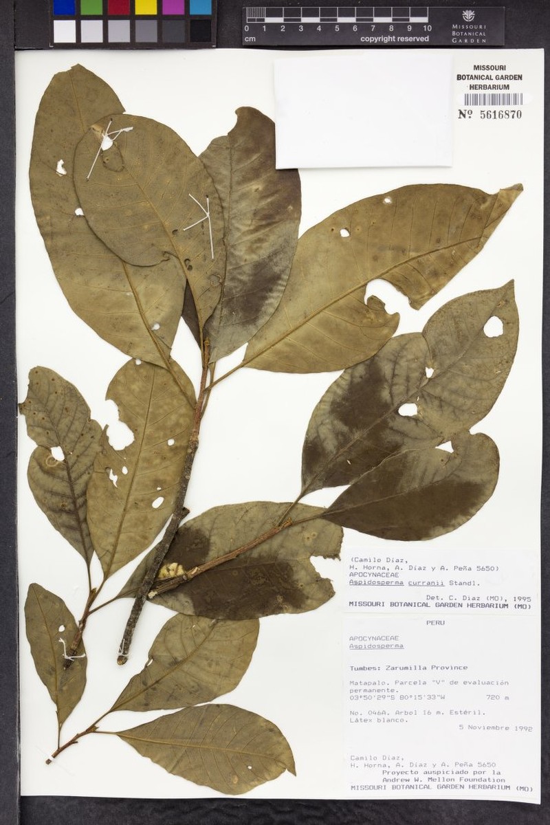 Aspidosperma megalocarpon subsp. curranii photo 4