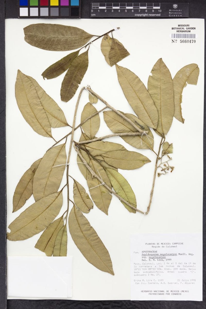 Aspidosperma megalocarpon subsp. megalocarpon