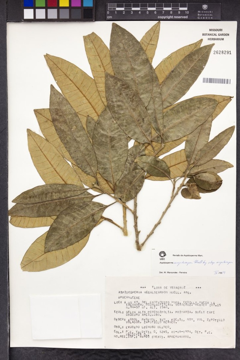 Aspidosperma megalocarpon subsp. megalocarpon photo 2