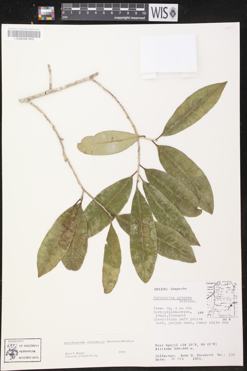Aspidosperma megalocarpon subsp. megalocarpon photo 3