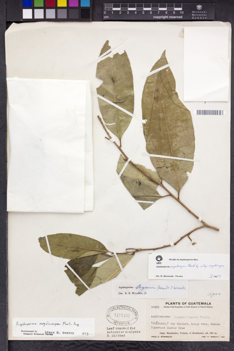 Aspidosperma megalocarpon subsp. megalocarpon photo 4