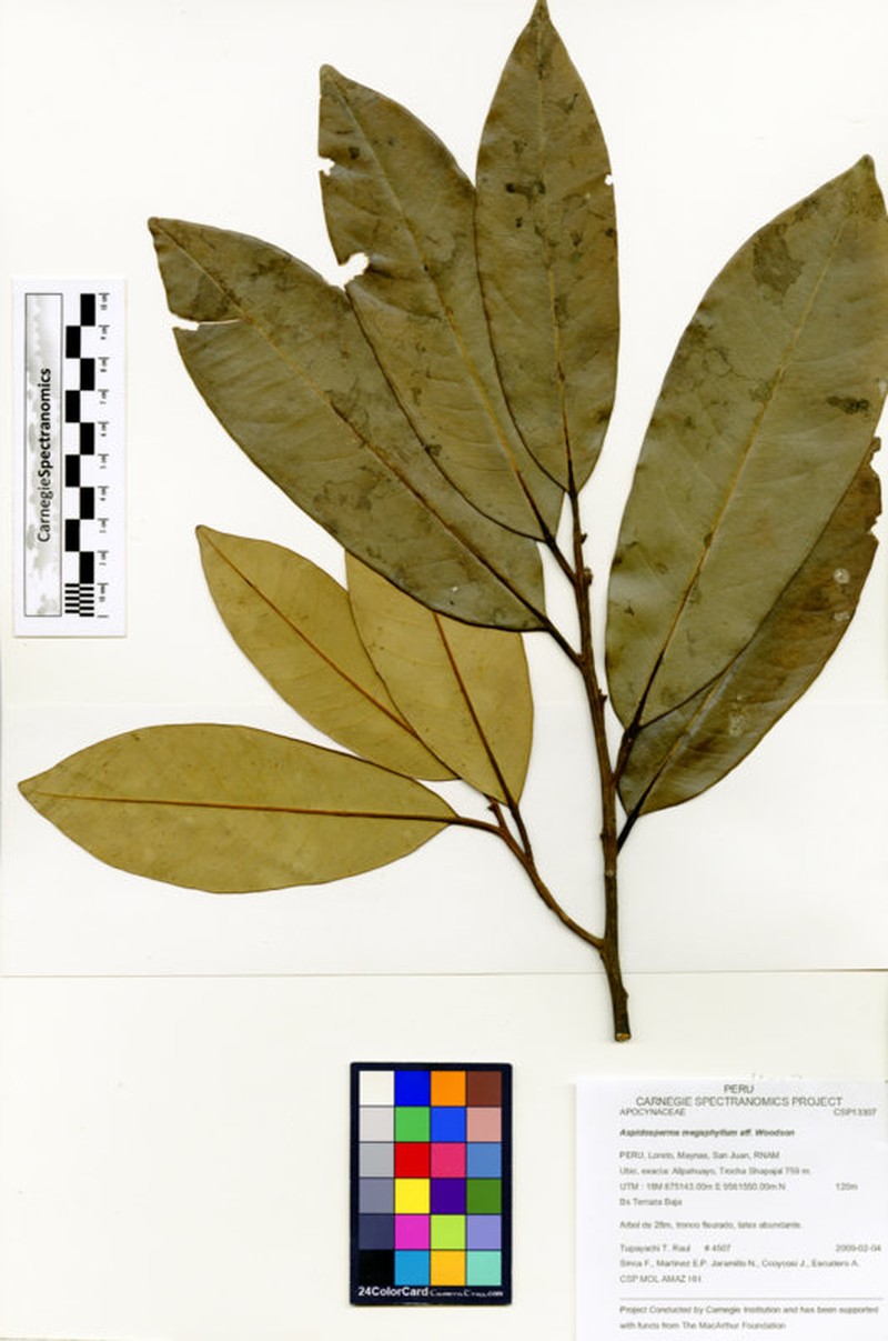 Aspidosperma megaphyllum