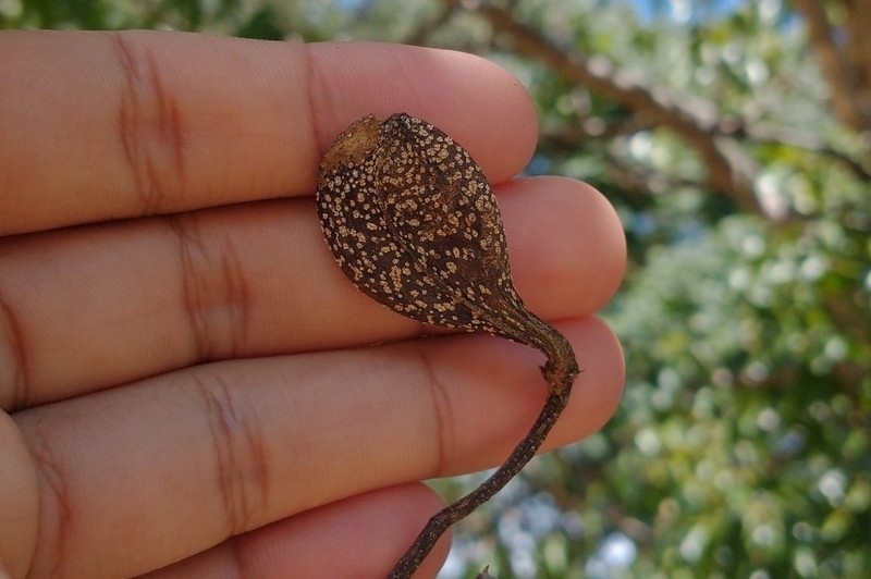 Aspidosperma multiflorum