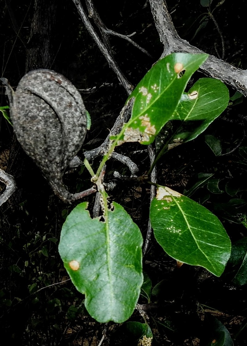 Aspidosperma multiflorum photo 2