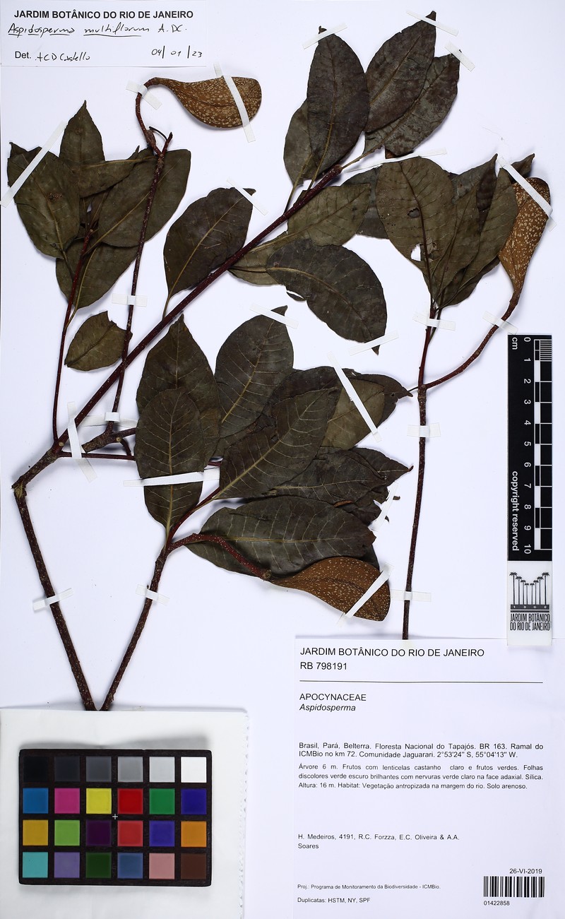Aspidosperma multiflorum photo 3
