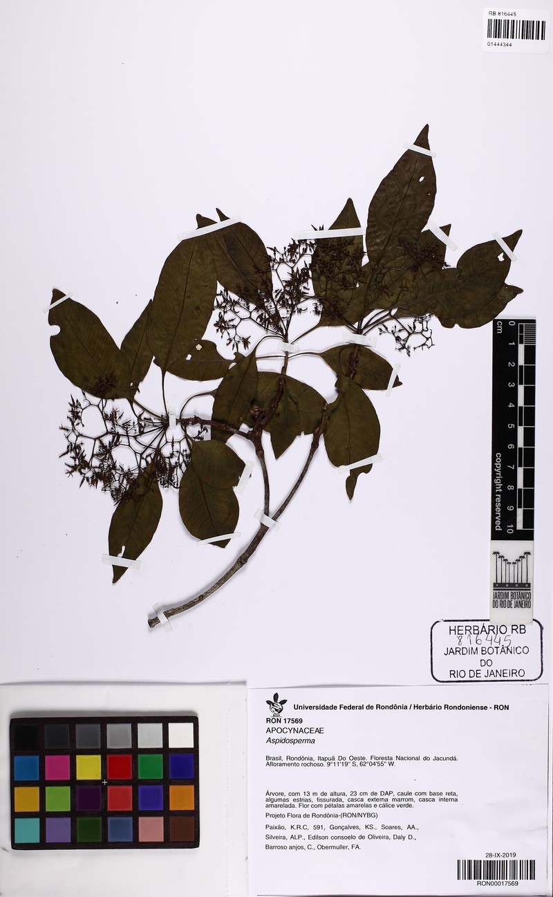 Aspidosperma multiflorum photo 4