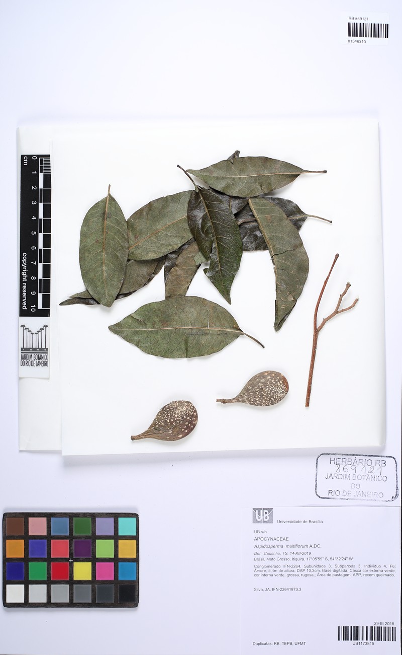 Aspidosperma multiflorum photo 5