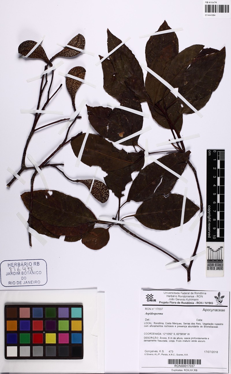 Aspidosperma multiflorum photo 6