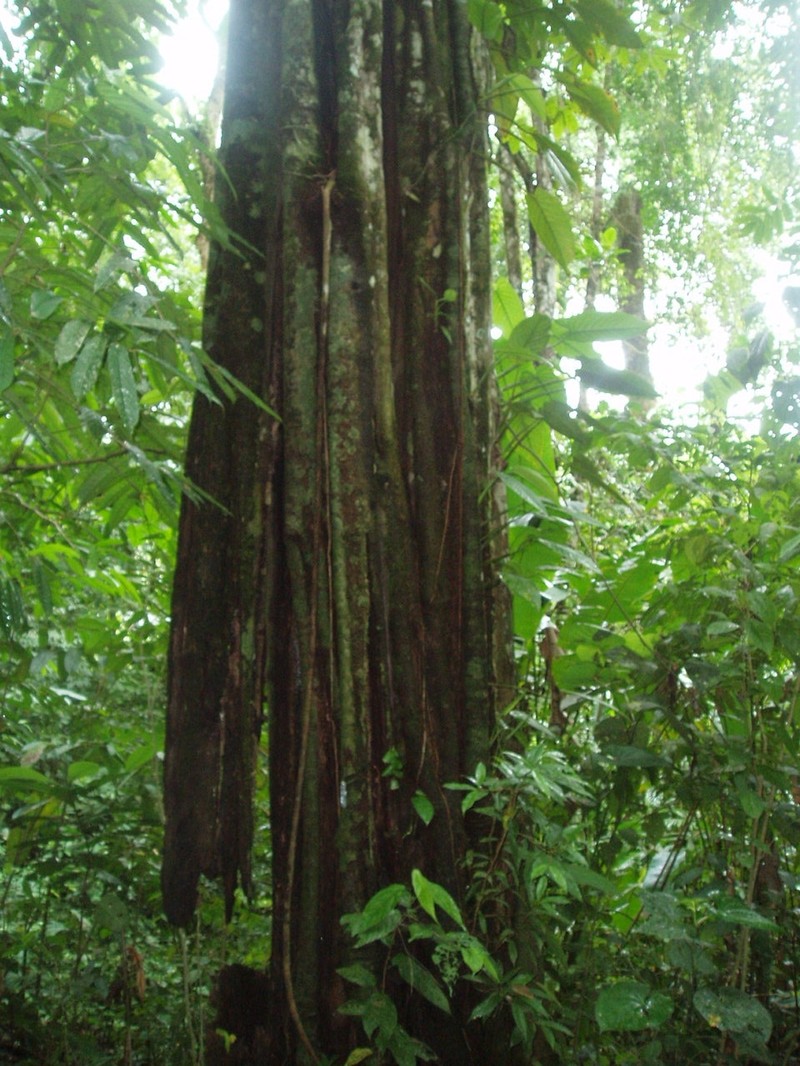 Aspidosperma myristicifolium