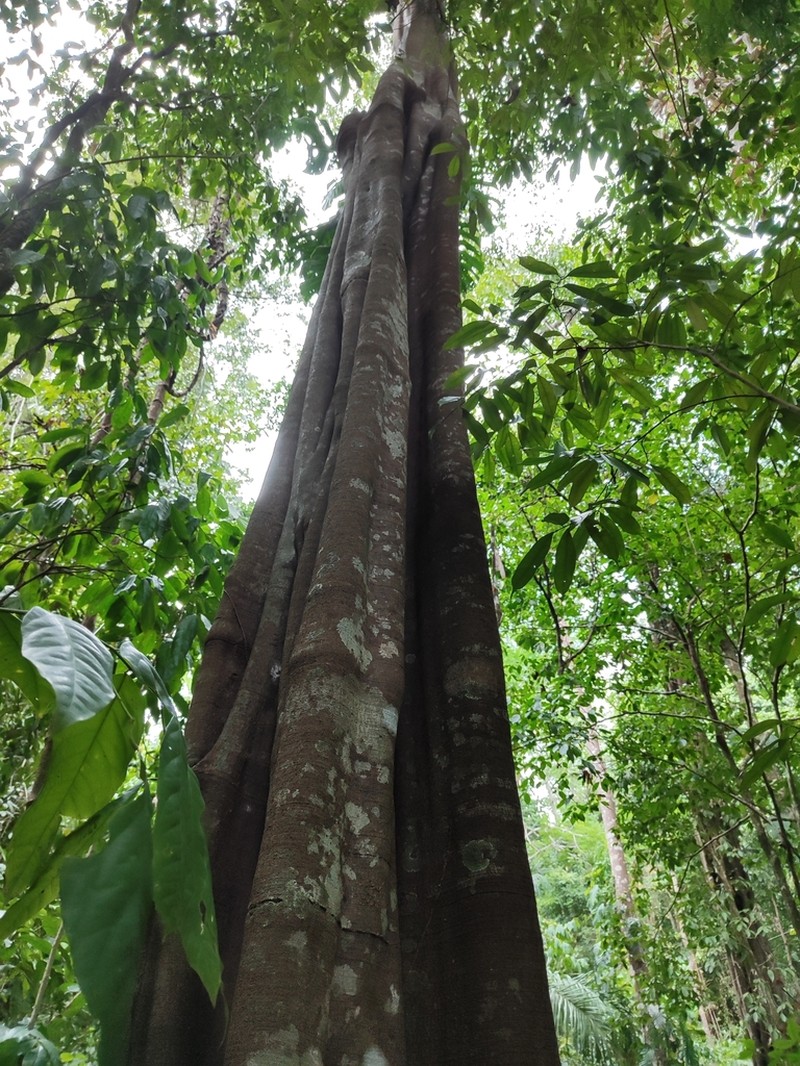 Aspidosperma myristicifolium photo 2