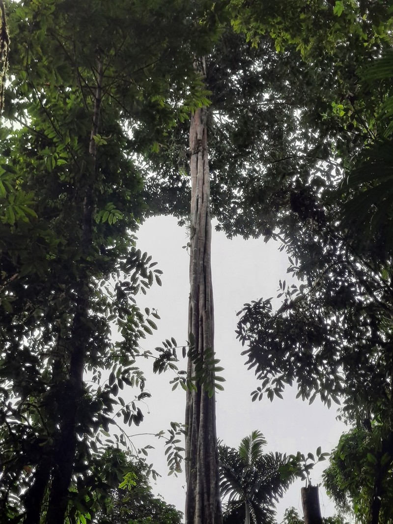 Aspidosperma myristicifolium photo 3
