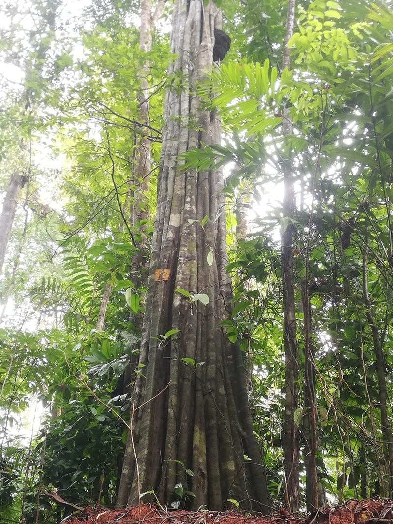 Aspidosperma myristicifolium photo 4