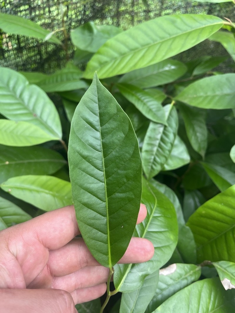 Aspidosperma myristicifolium photo 6