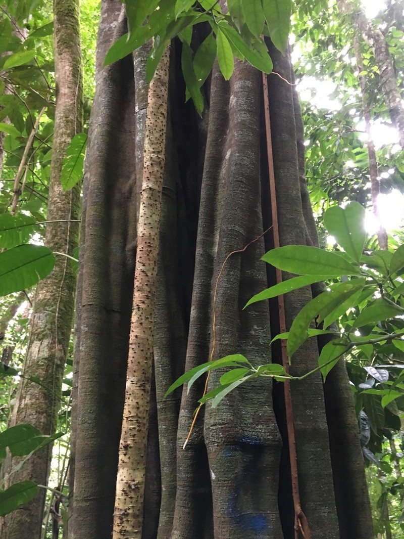 Aspidosperma myristicifolium photo 7