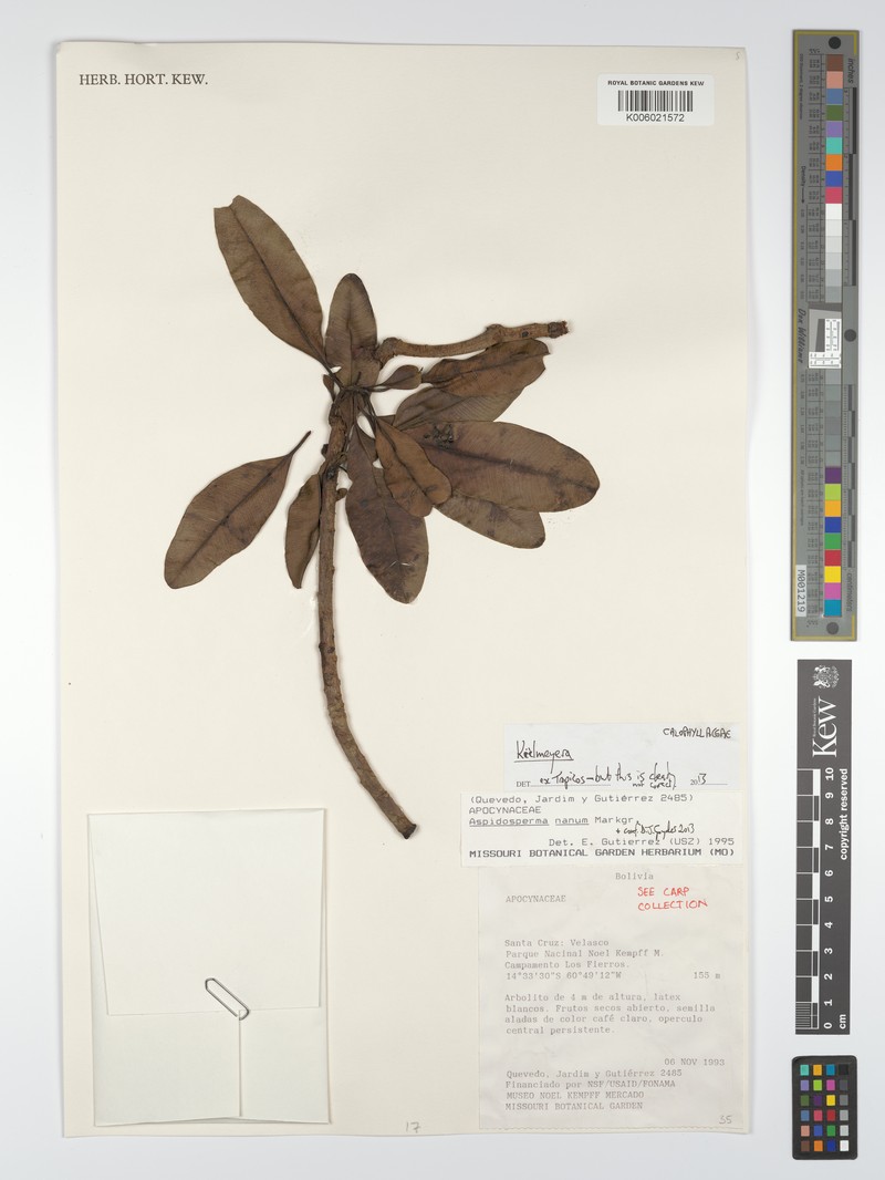 Aspidosperma nanum