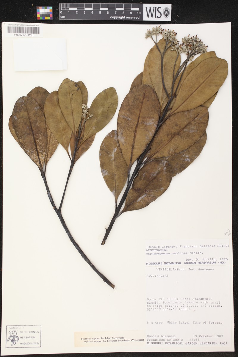Aspidosperma neblinae
